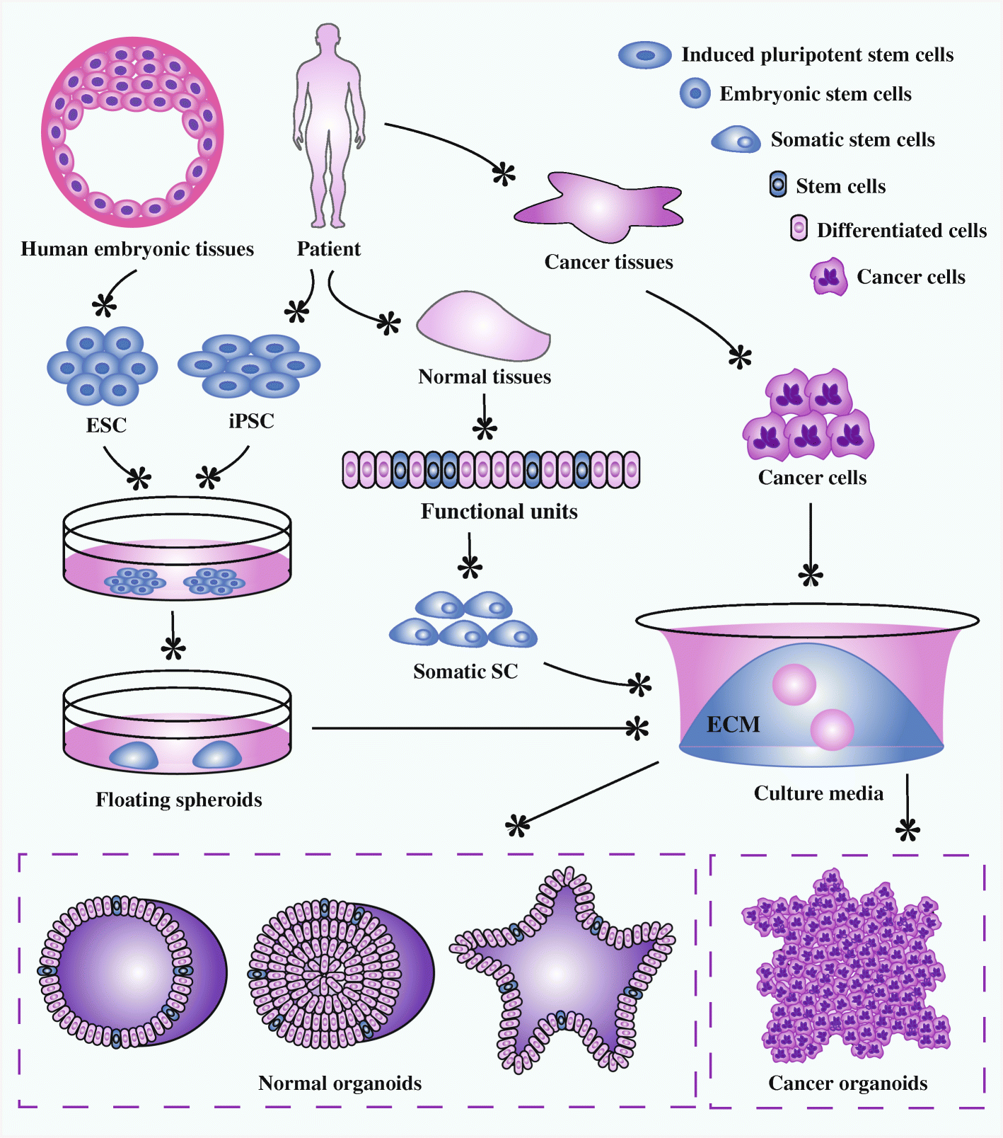 How Tumor Organoid Applications Help In Cancer Research Kosheeka