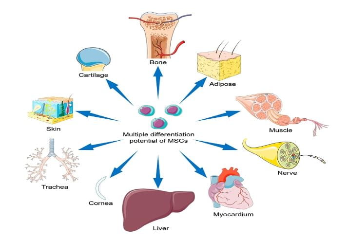 Multiple Differentiation Potential of MSCs